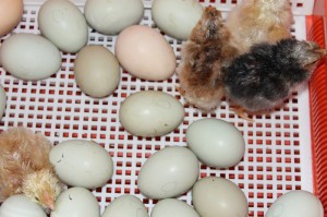 Äggkläckninglättarebild